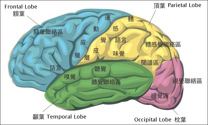 大脑52分区图解图片